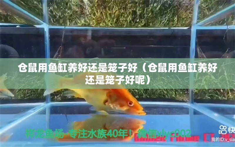 倉鼠用魚缸養(yǎng)好還是籠子好（倉鼠用魚缸養(yǎng)好還是籠子好呢）