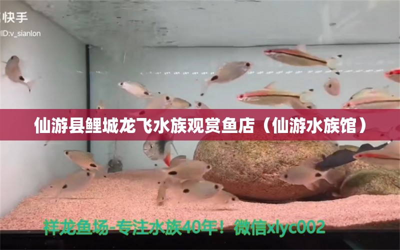 仙游縣鯉城龍飛水族觀賞魚店（仙游水族館）