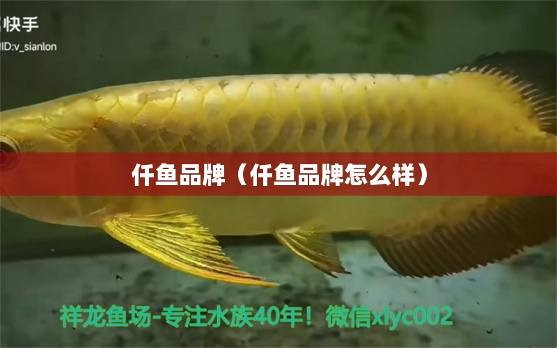 仟魚品牌（仟魚品牌怎么樣）