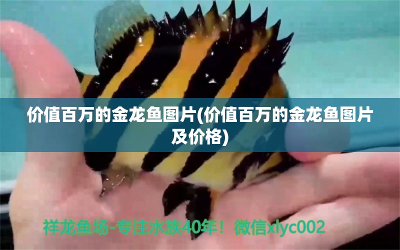 價值百萬的金龍魚圖片(價值百萬的金龍魚圖片及價格) ?；?異型虎魚/純色虎魚