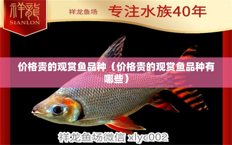 價格貴的觀賞魚品種（價格貴的觀賞魚品種有哪些）