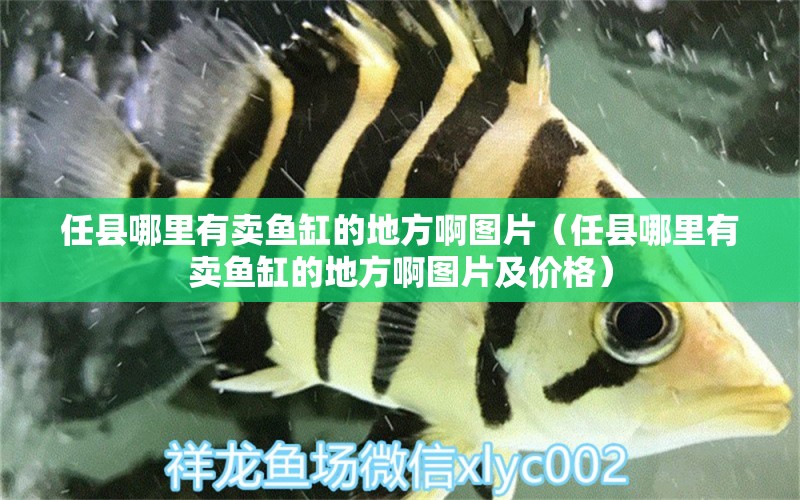 任縣哪里有賣(mài)魚(yú)缸的地方啊圖片（任縣哪里有賣(mài)魚(yú)缸的地方啊圖片及價(jià)格）