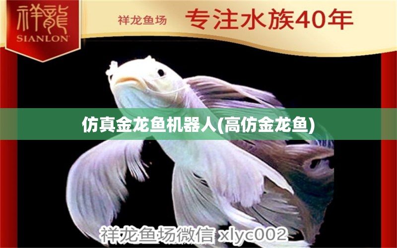 仿真金龍魚機(jī)器人(高仿金龍魚) 豹紋夫魚苗