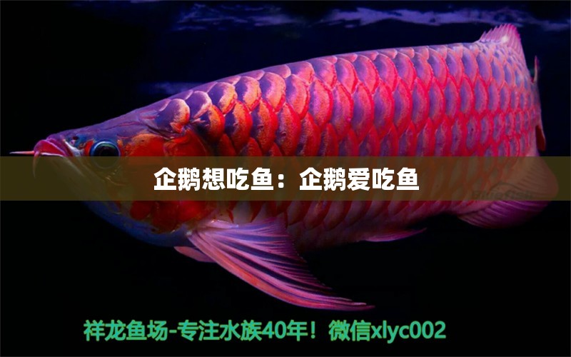 企鵝想吃魚：企鵝愛吃魚