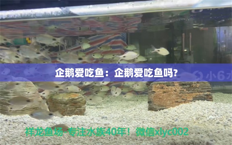 企鵝愛(ài)吃魚：企鵝愛(ài)吃魚嗎? 祥龍魚場(chǎng)品牌產(chǎn)品