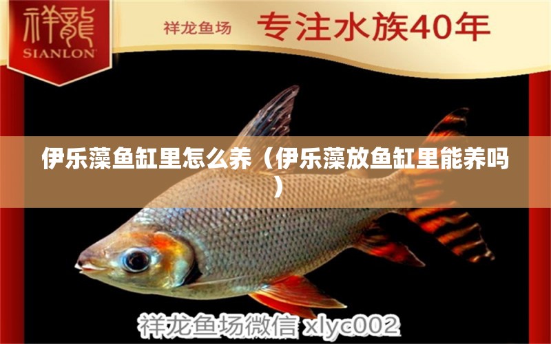 伊樂藻魚缸里怎么養(yǎng)（伊樂藻放魚缸里能養(yǎng)嗎）