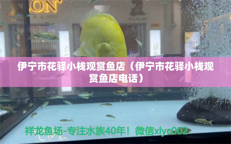 伊寧市花驛小棧觀賞魚店（伊寧市花驛小棧觀賞魚店電話） 全國水族館企業(yè)名錄