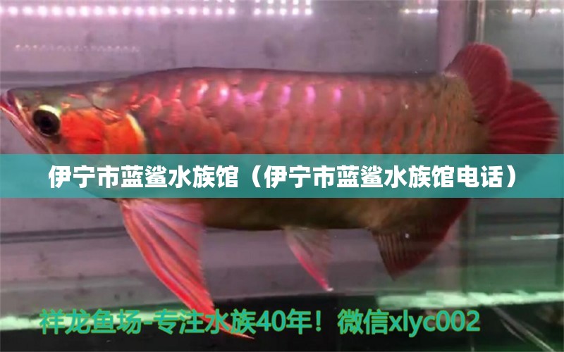 伊寧市藍(lán)鯊水族館（伊寧市藍(lán)鯊水族館電話）