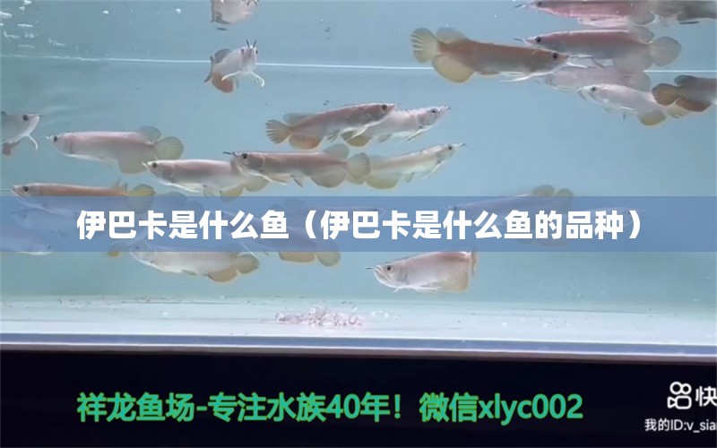 伊巴卡是什么魚（伊巴卡是什么魚的品種） 觀賞魚市場(chǎng)（混養(yǎng)魚）