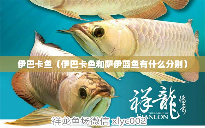 伊巴卡魚（伊巴卡魚和薩伊藍(lán)魚有什么分別） 薩伊藍(lán)魚