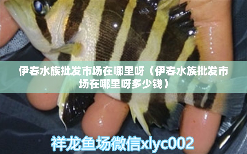 伊春水族批發(fā)市場在哪里呀（伊春水族批發(fā)市場在哪里呀多少錢）