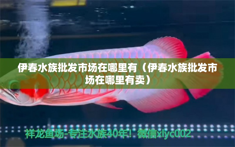 伊春水族批發(fā)市場在哪里有（伊春水族批發(fā)市場在哪里有賣）