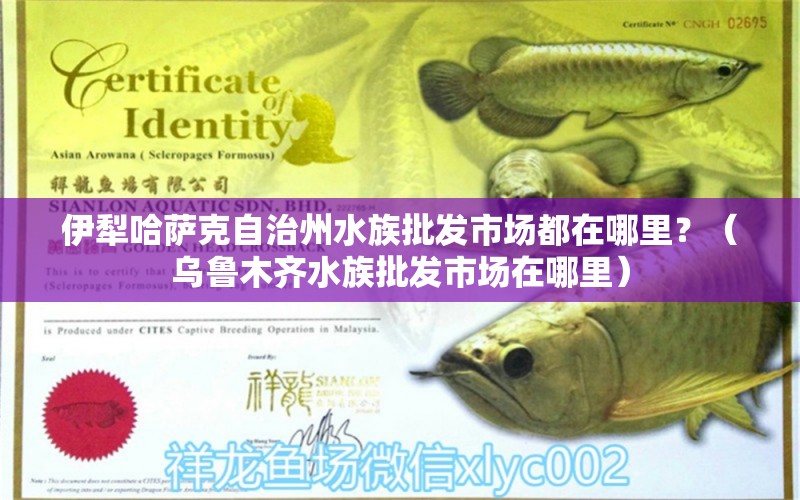 伊犁哈薩克自治州水族批發(fā)市場(chǎng)都在哪里？（烏魯木齊水族批發(fā)市場(chǎng)在哪里）