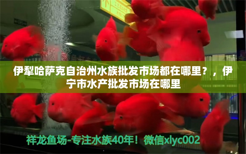 伊犁哈薩克自治州水族批發(fā)市場(chǎng)都在哪里？，伊寧市水產(chǎn)批發(fā)市場(chǎng)在哪里