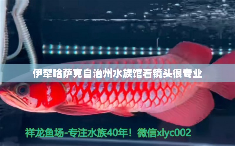 伊犁哈薩克自治州水族館看鏡頭很專(zhuān)業(yè)