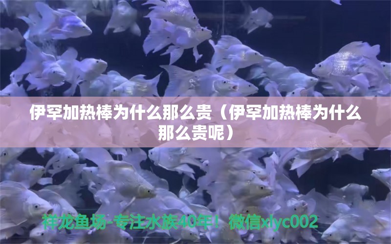 伊罕加熱棒為什么那么貴（伊罕加熱棒為什么那么貴呢） 伊罕水族