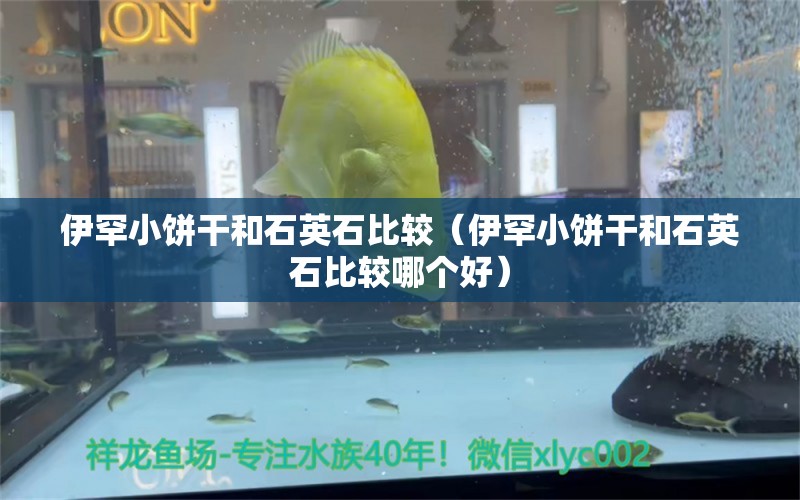 伊罕小餅干和石英石比較（伊罕小餅干和石英石比較哪個好）