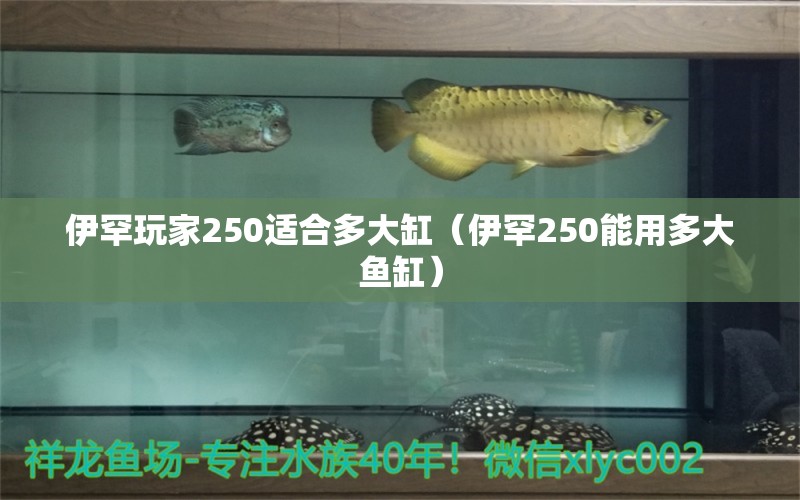 伊罕玩家250適合多大缸（伊罕250能用多大魚缸）