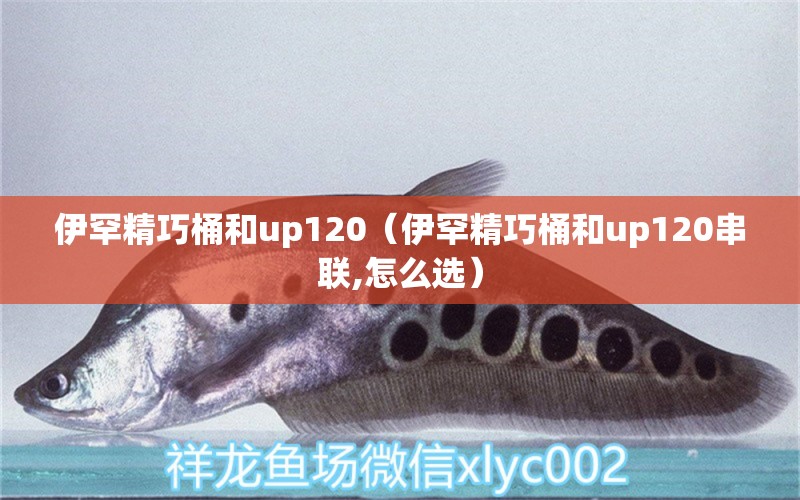 伊罕精巧桶和up120（伊罕精巧桶和up120串聯(lián),怎么選）