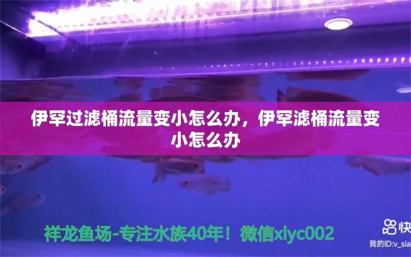 伊罕過(guò)濾桶流量變小怎么辦，伊罕濾桶流量變小怎么辦 伊罕水族