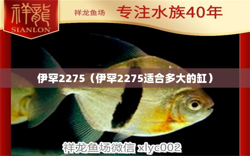 伊罕2275（伊罕2275適合多大的缸）