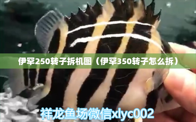 伊罕250轉(zhuǎn)子拆機圖（伊罕350轉(zhuǎn)子怎么拆）