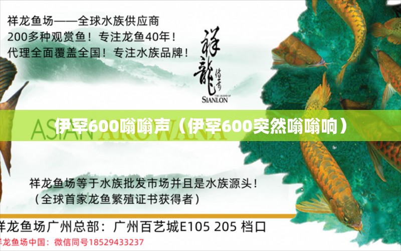 伊罕600嗡嗡聲（伊罕600突然嗡嗡響）