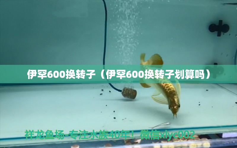 伊罕600換轉子（伊罕600換轉子劃算嗎） 伊罕水族