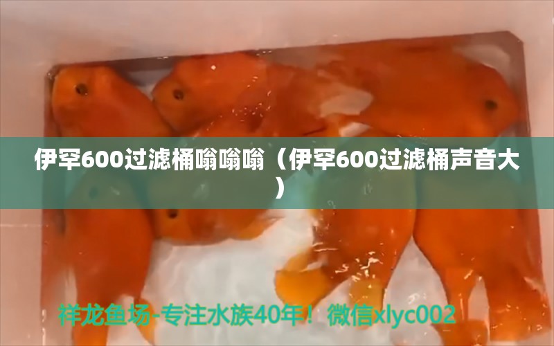 伊罕600過濾桶嗡嗡嗡（伊罕600過濾桶聲音大）