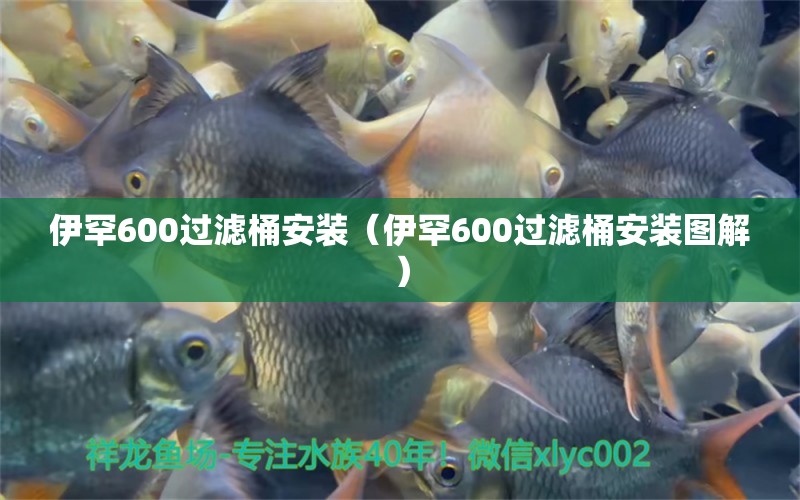 伊罕600過(guò)濾桶安裝（伊罕600過(guò)濾桶安裝圖解） 伊罕水族