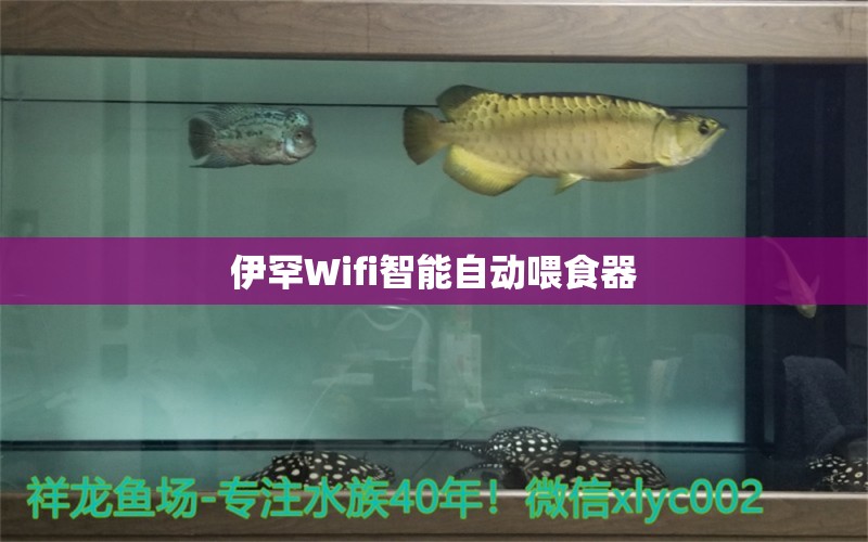 伊罕Wifi智能自動喂食器 伊罕水族