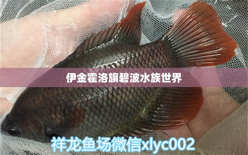 伊金霍洛旗碧波水族世界