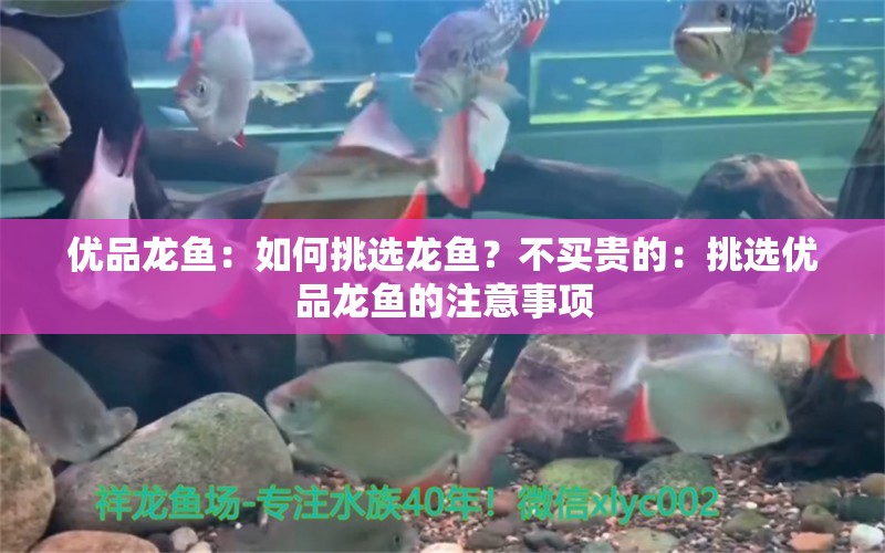 優(yōu)品龍魚：如何挑選龍魚？不買貴的：挑選優(yōu)品龍魚的注意事項