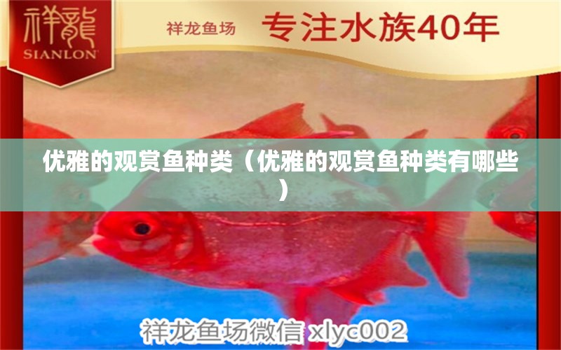 優(yōu)雅的觀賞魚種類（優(yōu)雅的觀賞魚種類有哪些）