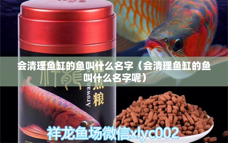 會清理魚缸的魚叫什么名字（會清理魚缸的魚叫什么名字呢）