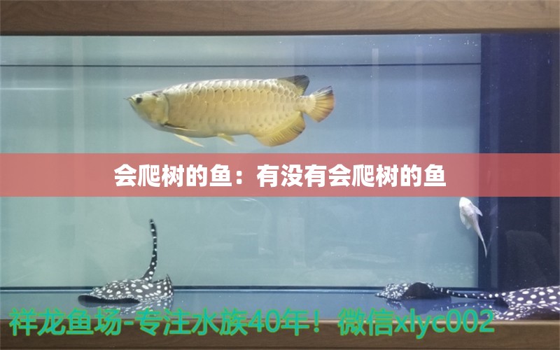 會(huì)爬樹的魚：有沒有會(huì)爬樹的魚