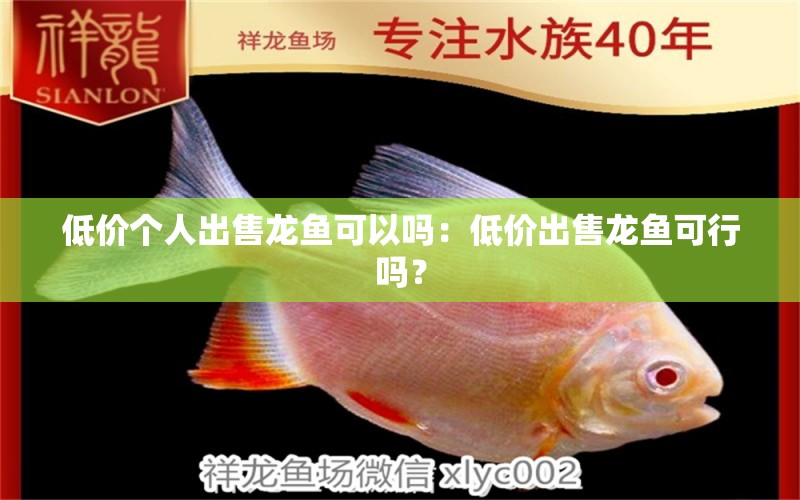 低價(jià)個(gè)人出售龍魚(yú)可以嗎：低價(jià)出售龍魚(yú)可行嗎？ 水族問(wèn)答 第2張