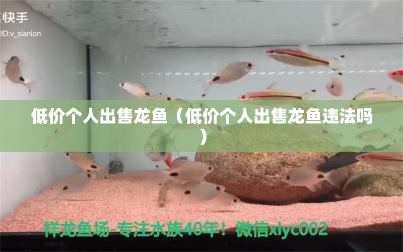 低價個人出售龍魚（低價個人出售龍魚違法嗎）