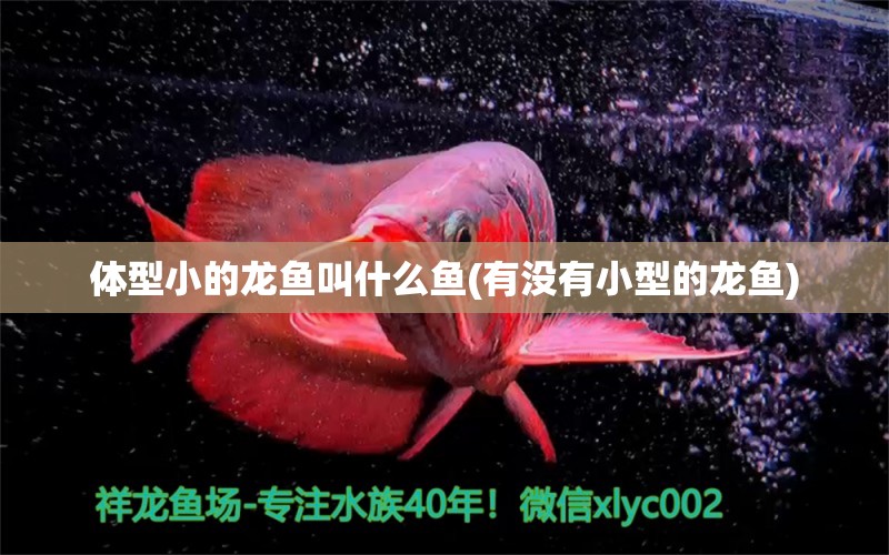 體型小的龍魚叫什么魚(有沒有小型的龍魚) 可麗愛魚缸