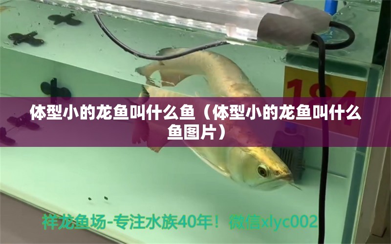 體型小的龍魚叫什么魚（體型小的龍魚叫什么魚圖片） 廣州龍魚批發(fā)市場