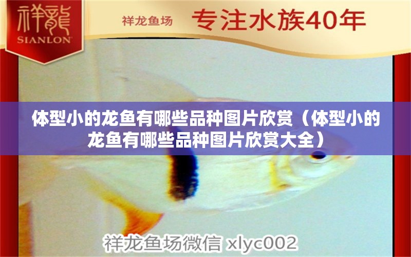 體型小的龍魚有哪些品種圖片欣賞（體型小的龍魚有哪些品種圖片欣賞大全） 觀賞魚市場（混養(yǎng)魚）