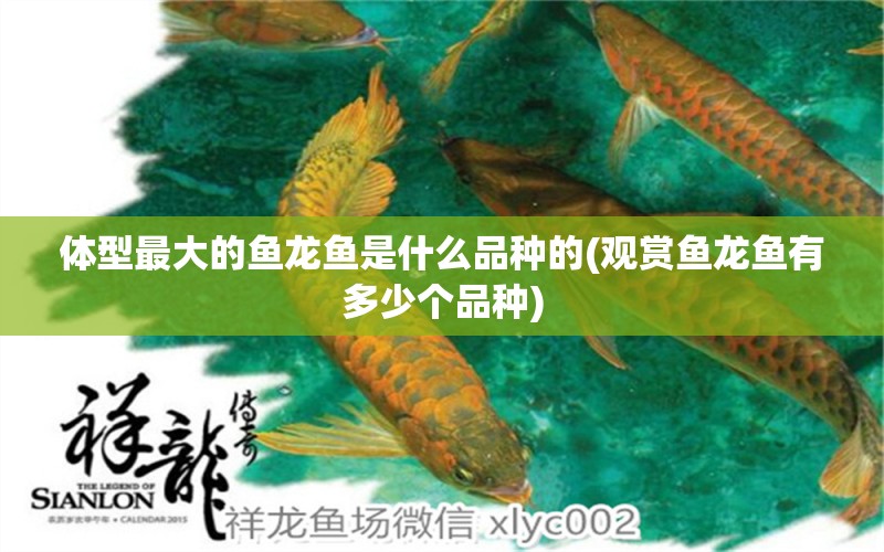 體型最大的魚龍魚是什么品種的(觀賞魚龍魚有多少個(gè)品種) 黃金招財(cái)貓魚 第1張