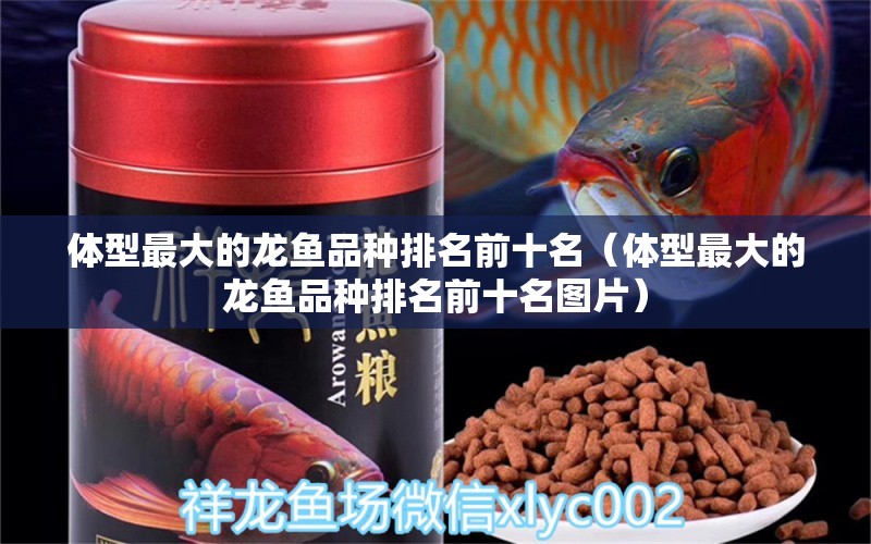 體型最大的龍魚品種排名前十名（體型最大的龍魚品種排名前十名圖片）