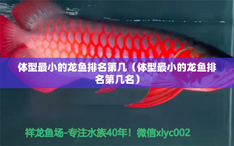 體型最小的龍魚排名第幾（體型最小的龍魚排名第幾名）