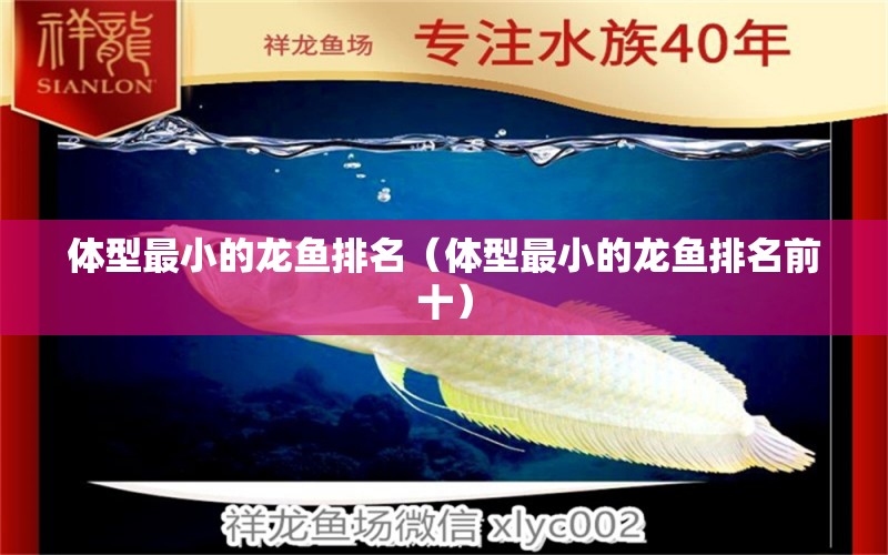 體型最小的龍魚排名（體型最小的龍魚排名前十） 廣州龍魚批發(fā)市場