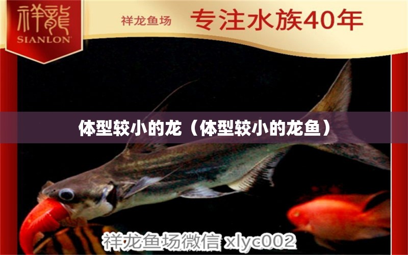 體型較小的龍（體型較小的龍魚(yú)） 廣州龍魚(yú)批發(fā)市場(chǎng)