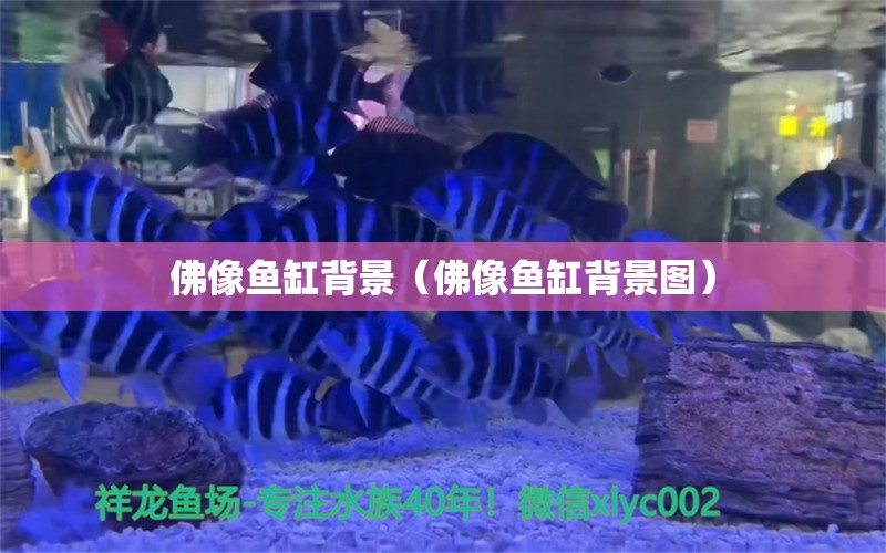 佛像魚缸背景（佛像魚缸背景圖）