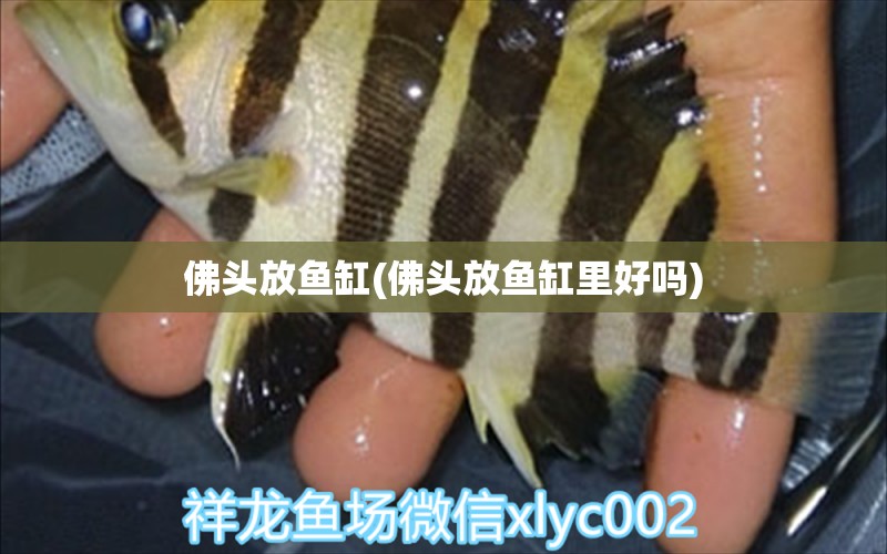 佛頭放魚缸(佛頭放魚缸里好嗎) 帝王三間魚