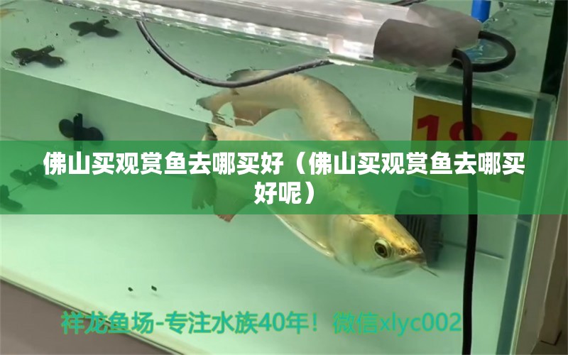 佛山買觀賞魚去哪買好（佛山買觀賞魚去哪買好呢）