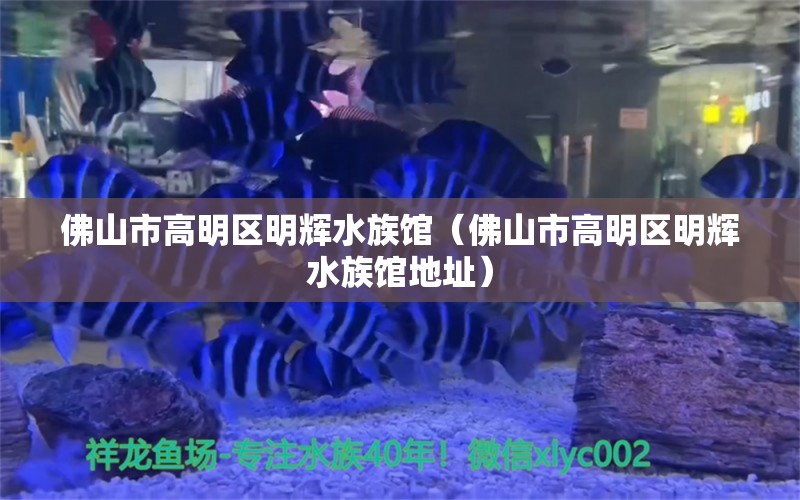 佛山市高明區(qū)明輝水族館（佛山市高明區(qū)明輝水族館地址）